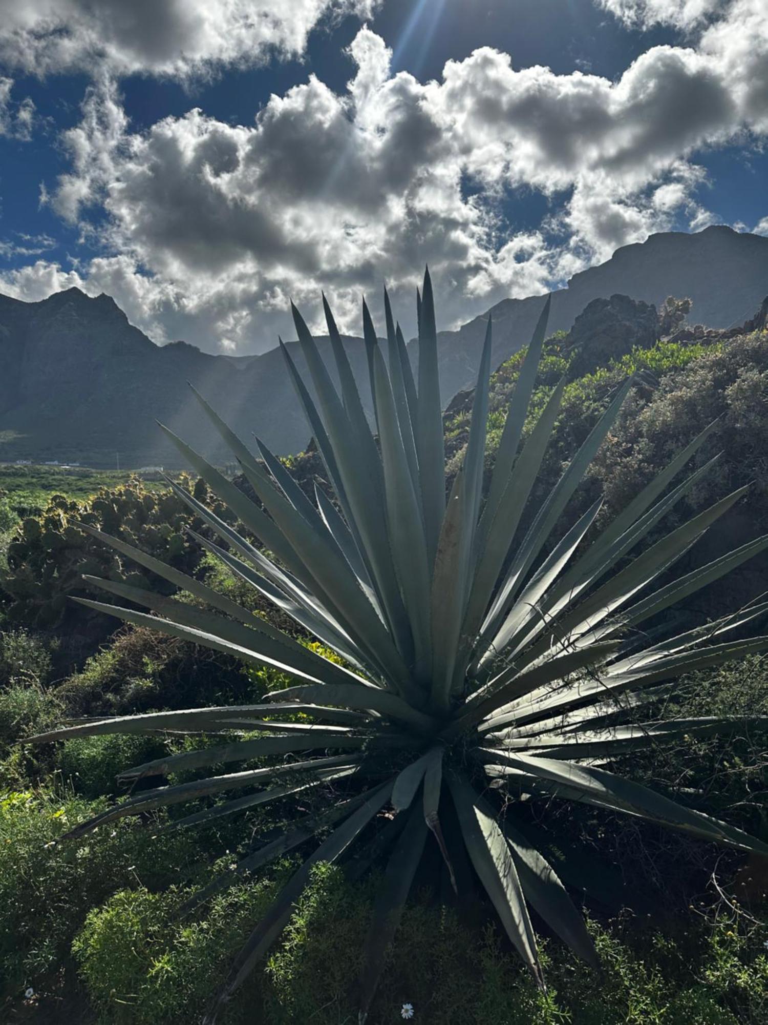 Terraza Con Vistas Mar/Montana Διαμέρισμα Buenavista Del Norte Εξωτερικό φωτογραφία